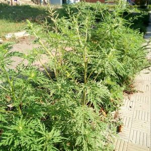 Алергія на амброзію. Що робити?